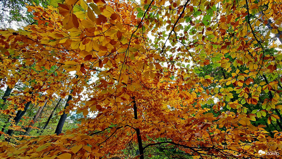 Őszi színek a Soproni Parkerdőben 9. :)