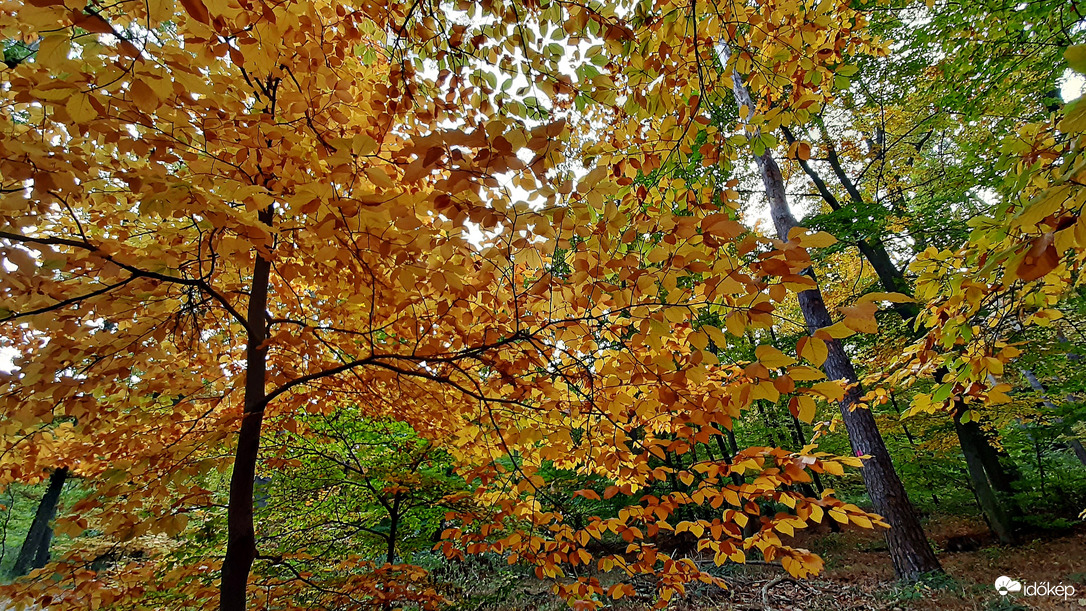Őszi színek a Soproni Parkerdőben 11. :)