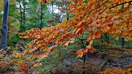 Őszi színek a Soproni Parkerdőben 13. :)