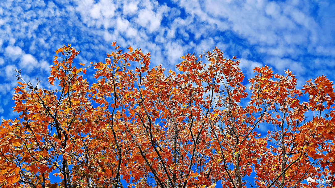 Őszülő juhar altocumulusok "ölelésében" :)
