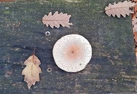 Őszi kompozíció egy padon - Így találtam... :)