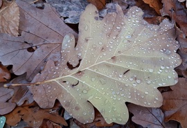 Némi eső után az erdőben 2. :)