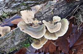 Túlélő gombák november végéhez közeledve 2. :)