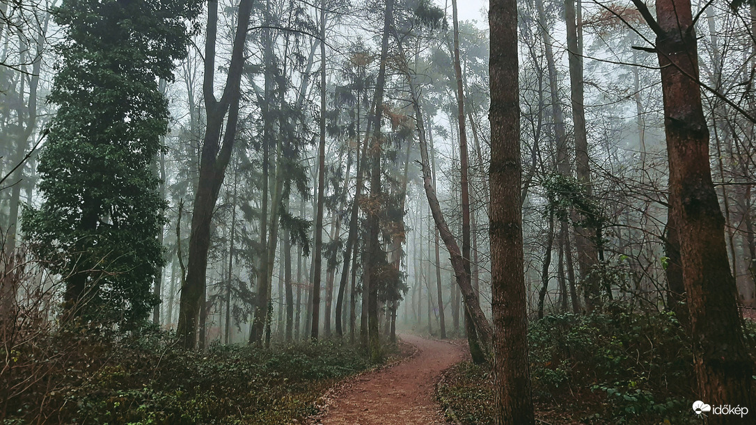 Ködbe vezető erdei séta 1. :)