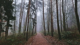 Ködbe vezető erdei séta 2. :)