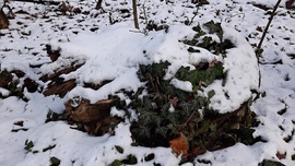 Végre egy kis havas látvány a Soproni Parkerdőben 1. :)