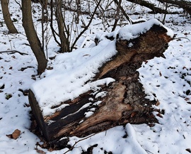 Végre egy kis havas látvány a Soproni Parkerdőben 2. :)