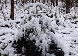 Végre egy kis havas látvány a Soproni Parkerdőben 3. :)