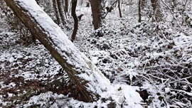 Végre egy kis havas látvány a Soproni Parkerdőben 4. :)