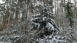 Végre egy kis havas látvány a Soproni Parkerdőben 5. :)