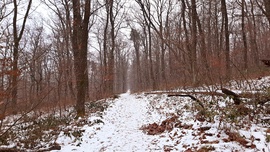 Havazás a Soproni Parkerdőben január elején :)