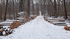 Téli hangulat a Soproni Parkerdőben 1. :)