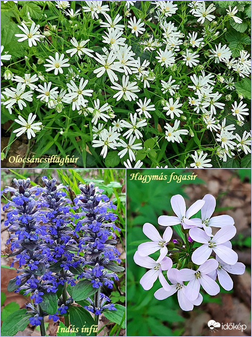 Erdei szépségek... :)