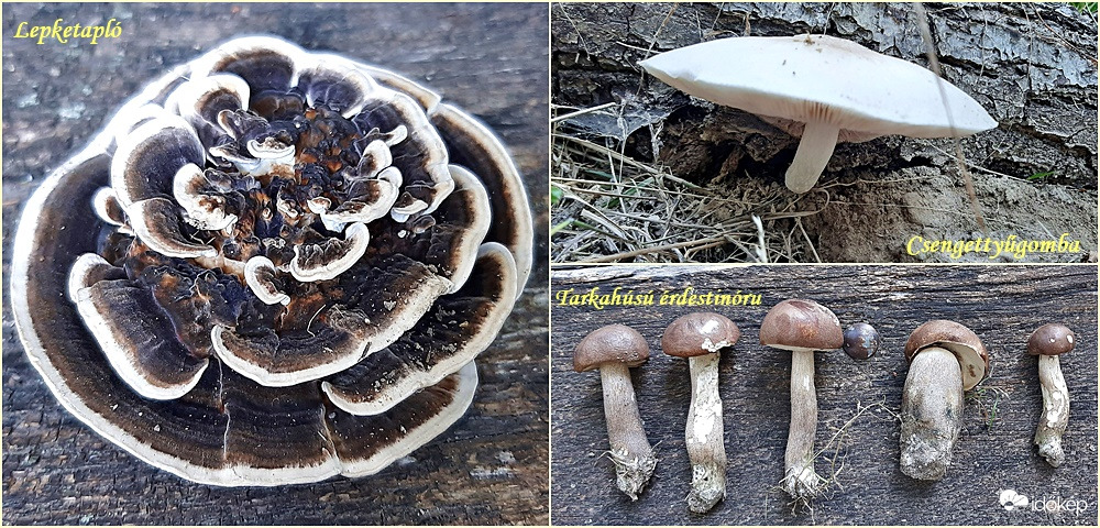Gombatabló szeptember közepét elhagyva... :)