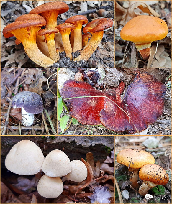 Újabb gombatabló szeptemberből... :)