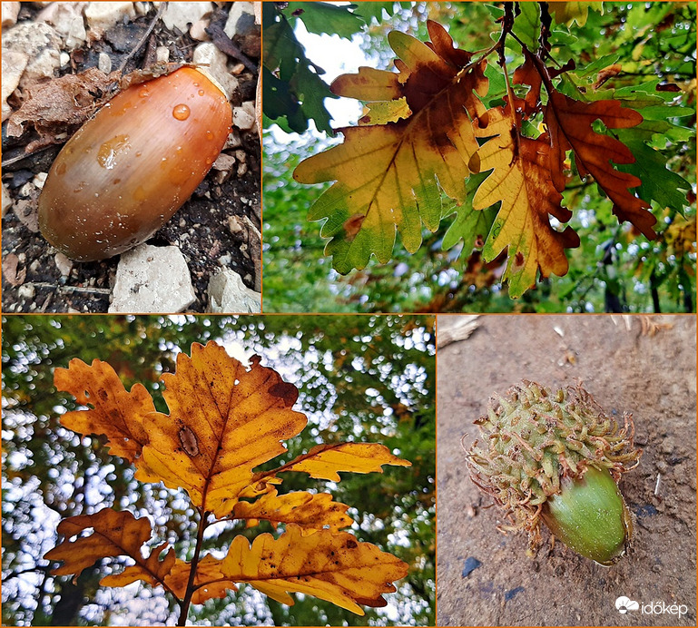 Őszülő tölgy... :)