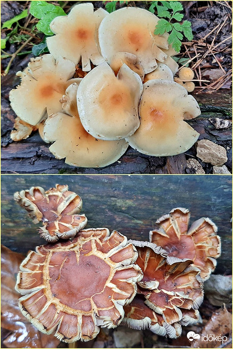 Sárga kénvirággomba két stációja :)