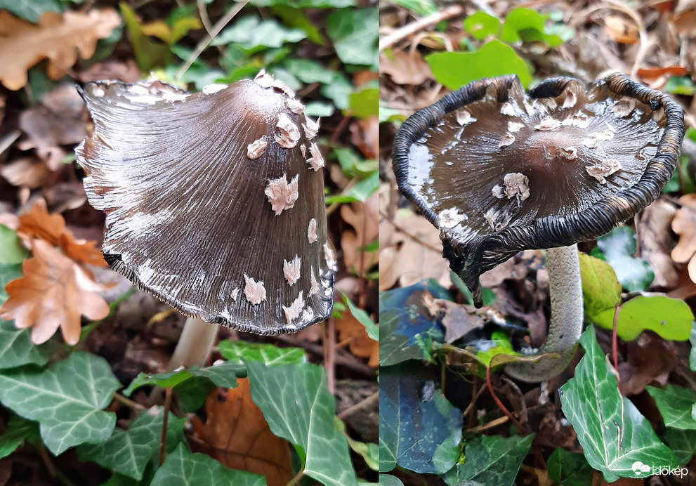 Harkálytintagomba két stációja :)