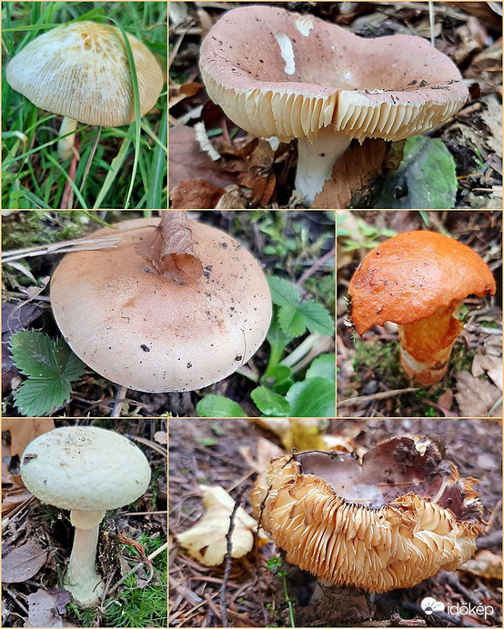 A gombák még mindig tartják magukat... :)