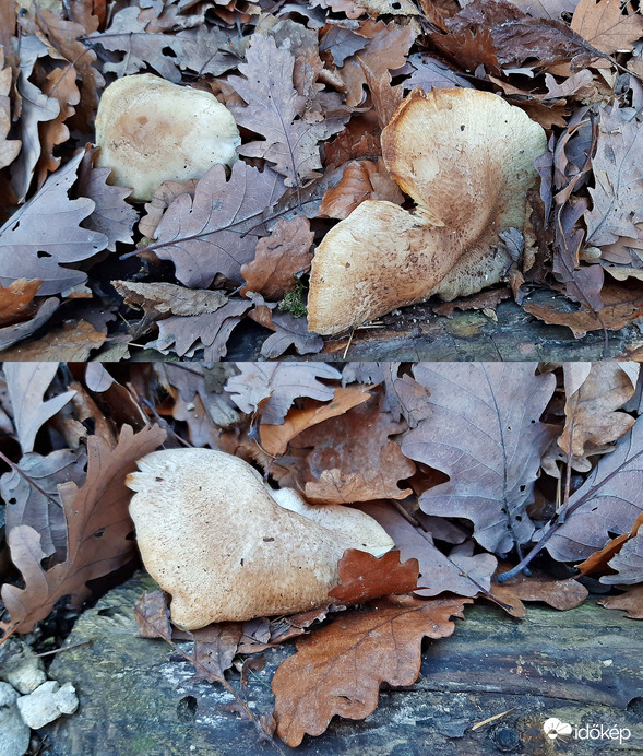 Túlélő gombák november végéhez közeledve 1. :)