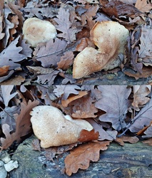 Túlélő gombák november végéhez közeledve 1. :)