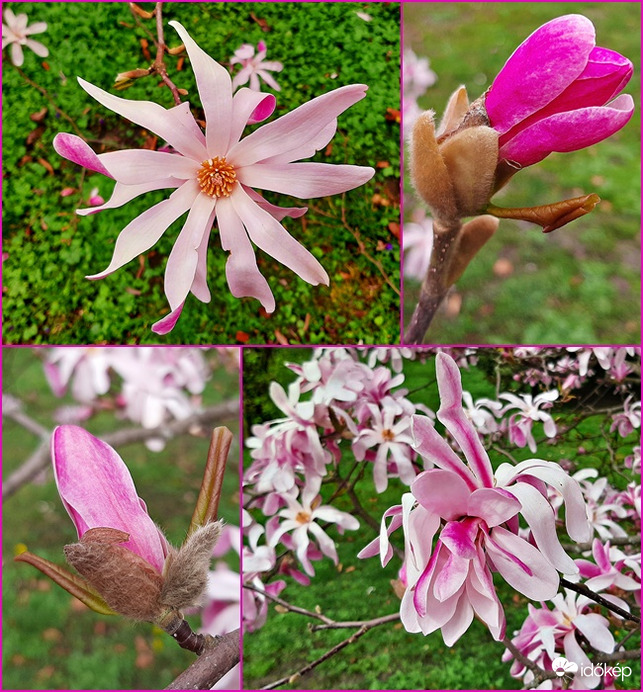 Még egy csokor csillagvirágú liliomfa... :)