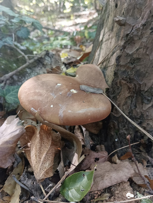 Bársonyostönkű cölöpgomba (1.a)