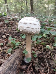 Piruló őzlábgomba