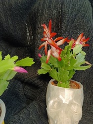 Karácsonykaktusz(/hálaadás, Schlumbergera)