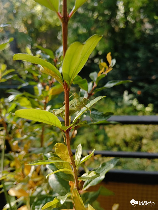A gránátalma fa legújabb vadállata