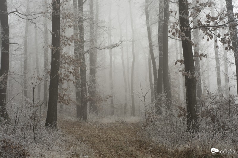 Zúzmara a Zselicben