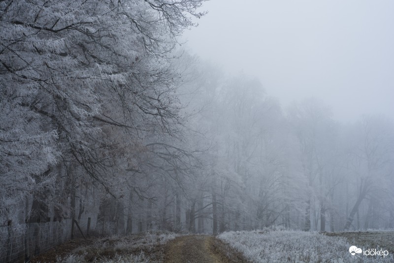 Zúzmara a Zselicben