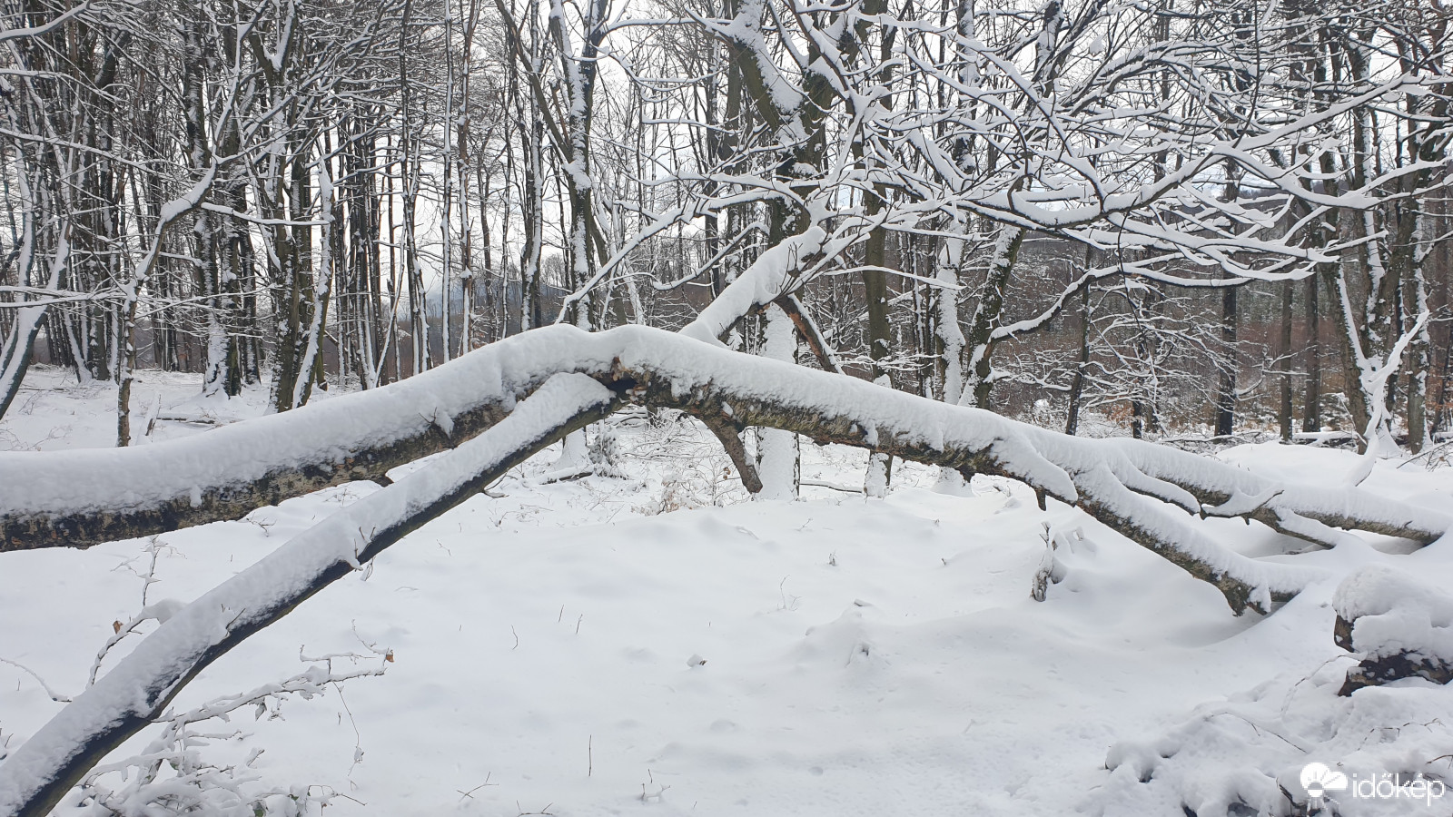 Kőszegi hegység 2021.01.24.. Hóvastagság 12cm