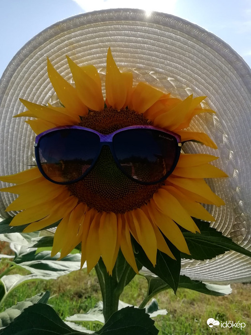 Szép napot mindenkinek !