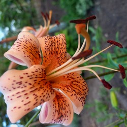 Tigris liliom