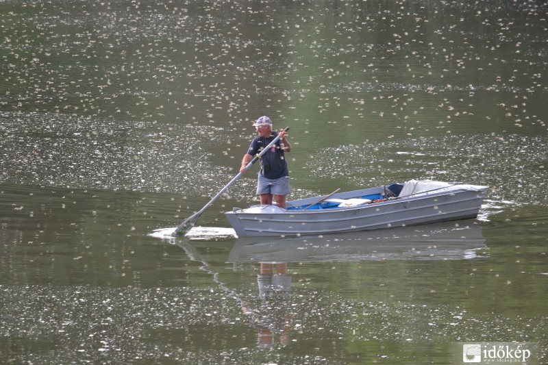 virágzott a Tisza