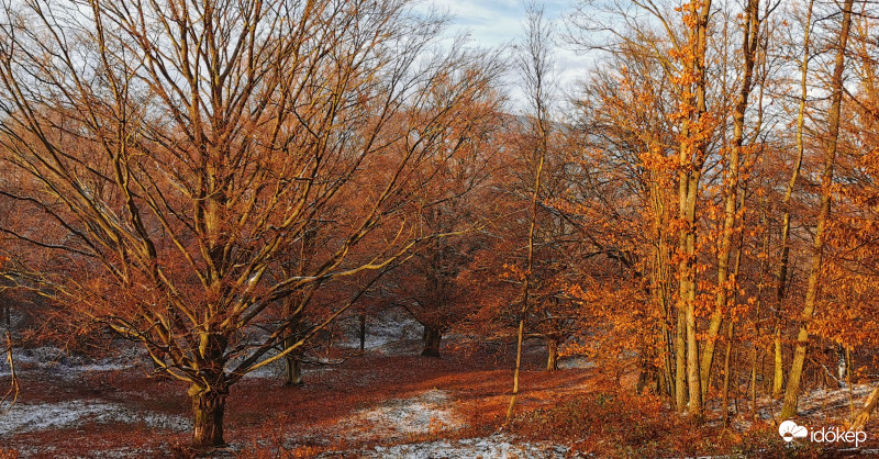 Bakonyi erdőrészlet