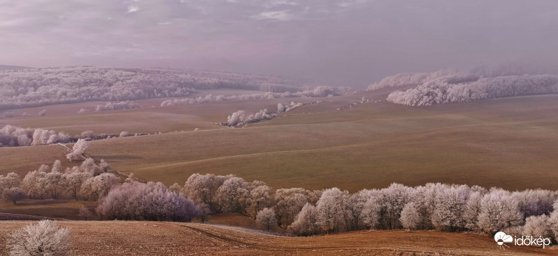 Sok sok zúzmarás fa