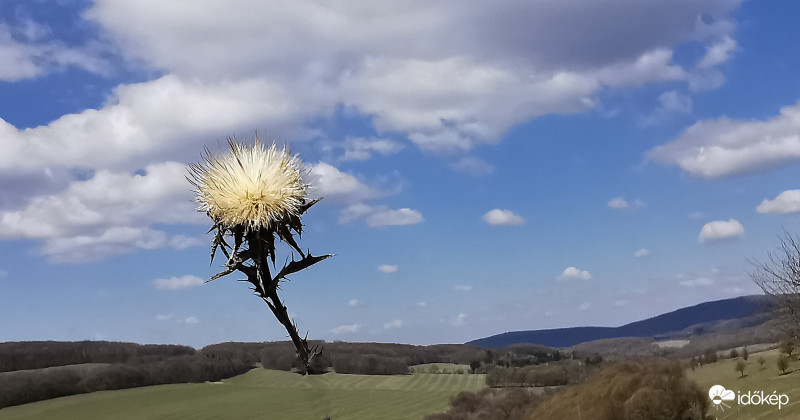 Égi meszelő