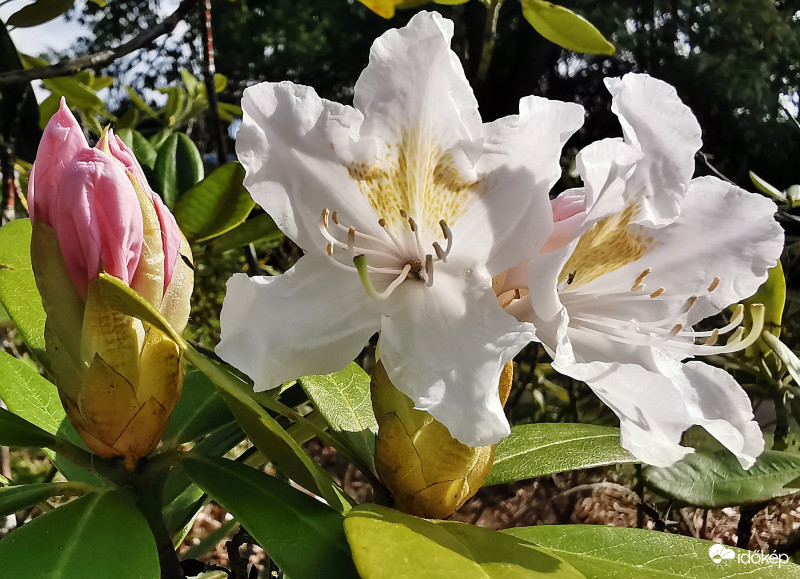 Rododendron