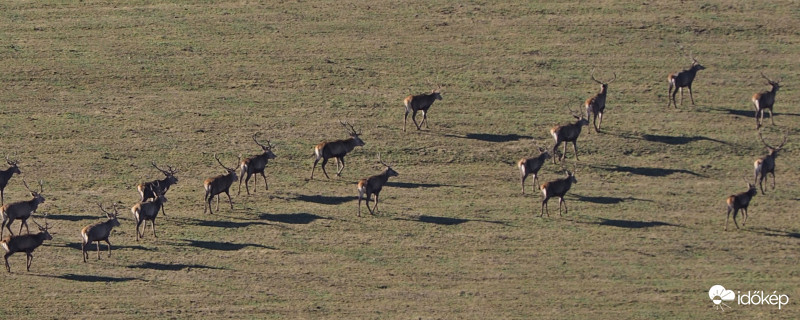 Szarvasok a Bakonyban