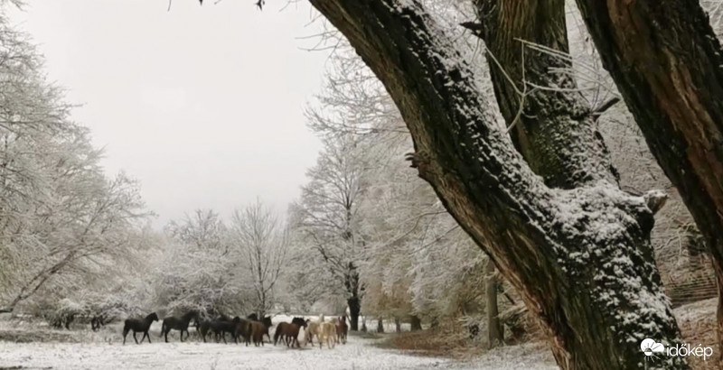 Lovak a havas legelőn.