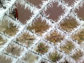 Egy fagyos reggelen... 