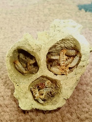 Sárdarázs fészke-élelemmel feltöltve. (Metszet) 