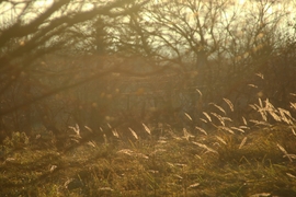 Napsugarak a réten!