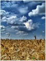 Búzatábla. (HDR)