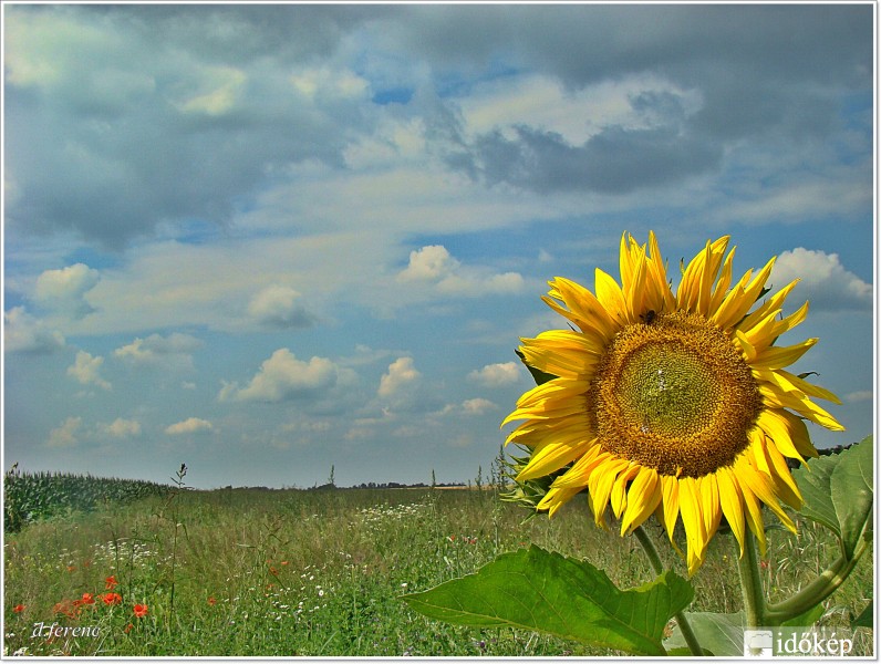 Napraforgó.(HDR)