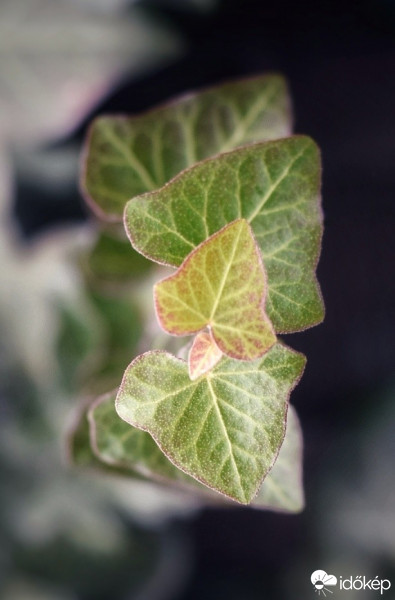 Budapest IV.ker - Újpest