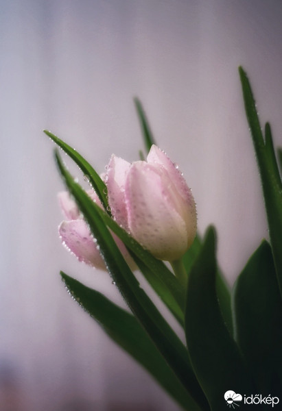 Budapest IV.ker - Újpest