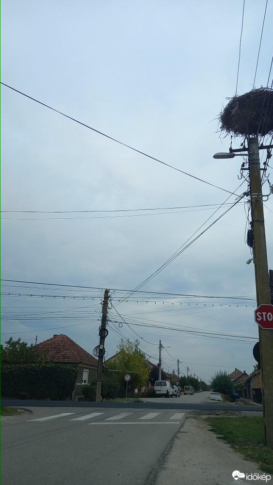 Kisjenő